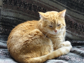 Kismet the cat in quiet meditation